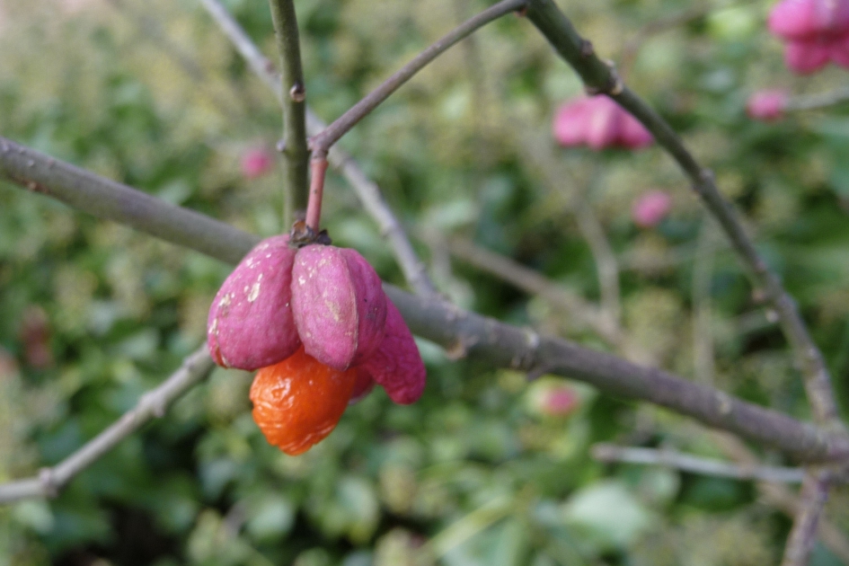 Kardinaalsmuts - Planten - 