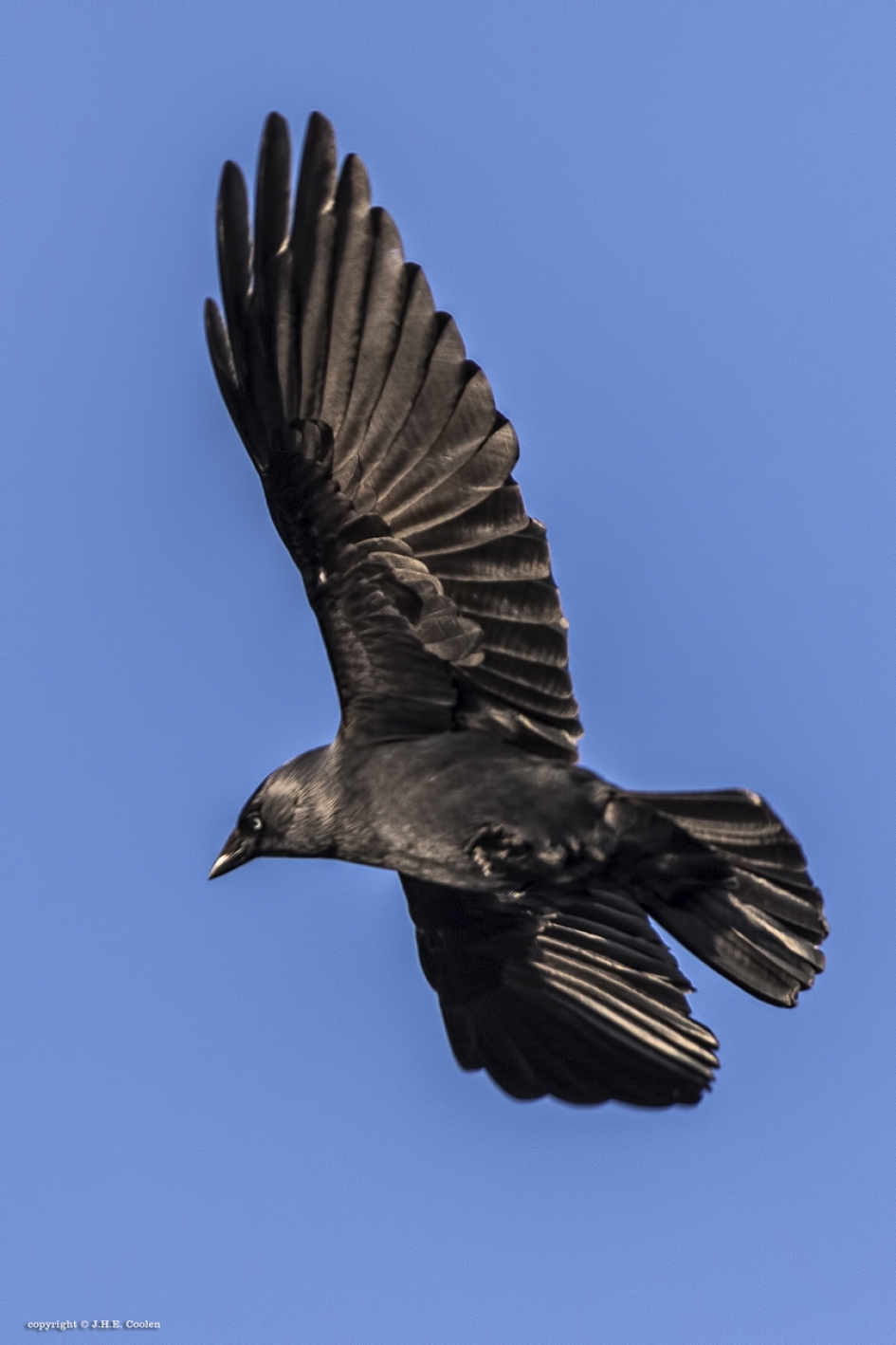 Kauw - Vogels - Kauw