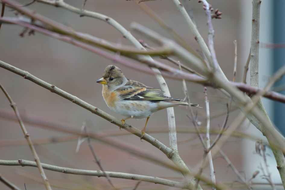 Keep - Vogels - Keep
