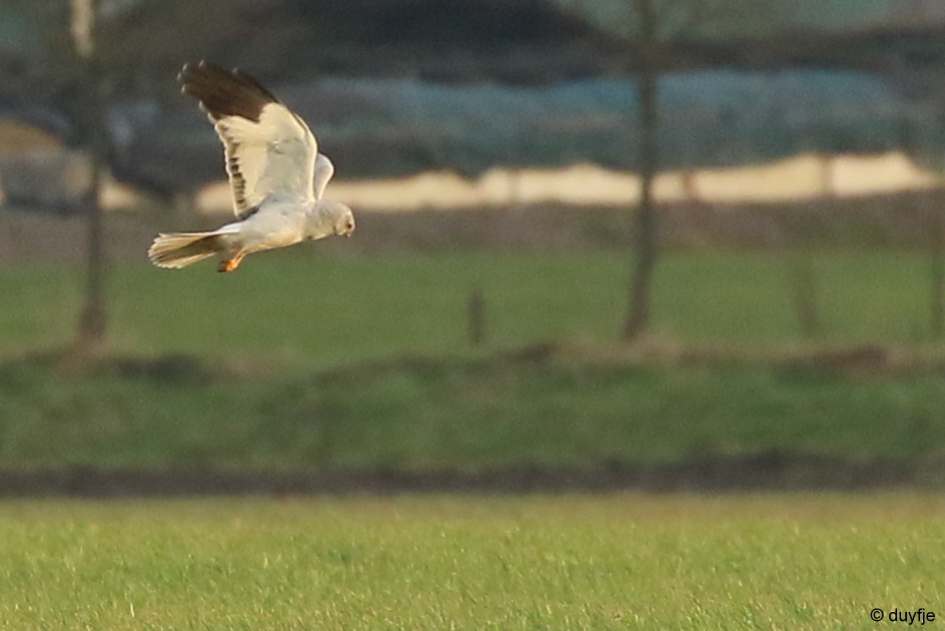 Kiek, de dief is er weer. - Vogels - Blauwe ? Kiekendief