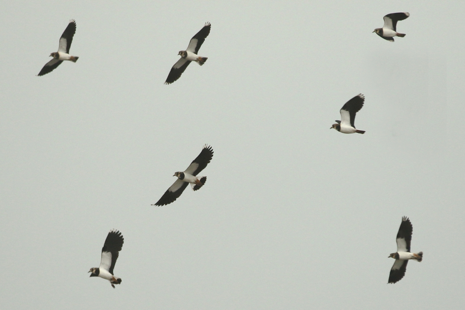 kievieten - Vogels - 