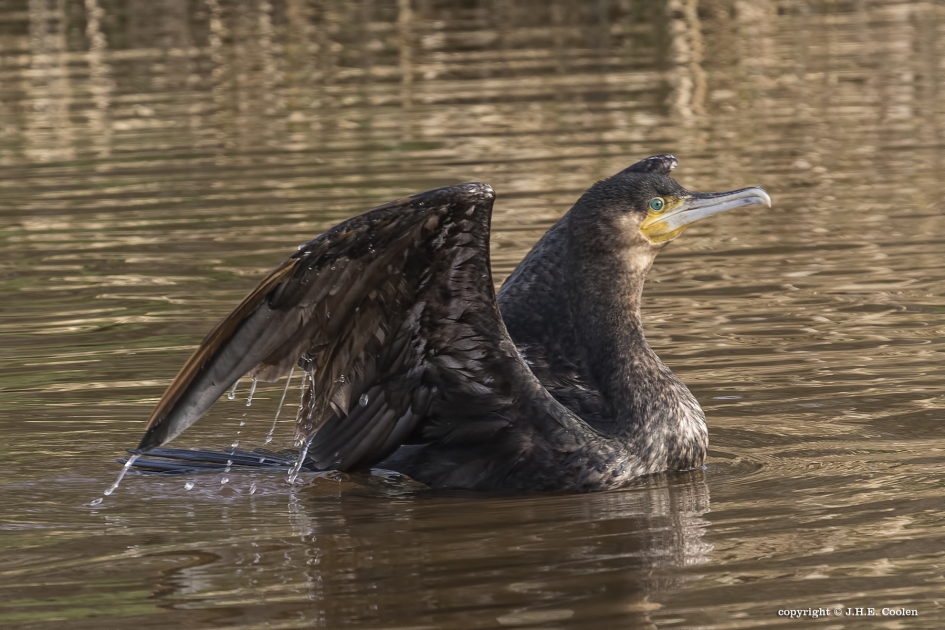 Klaar - Vogels - Aalscholver