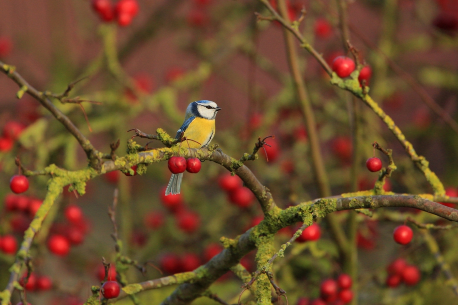 Klein maar fijn ... - Vogels - Pimpelmees