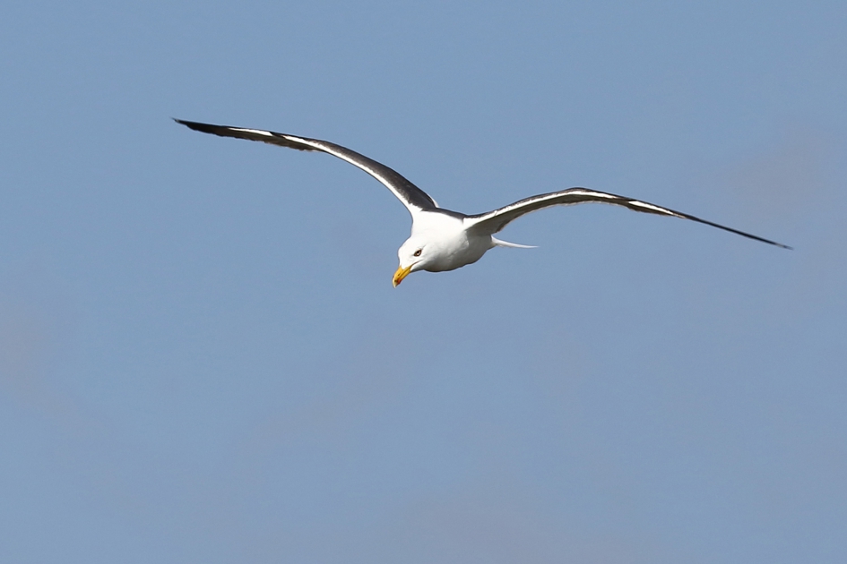 kleine mantelmeeuw - Vogels - 