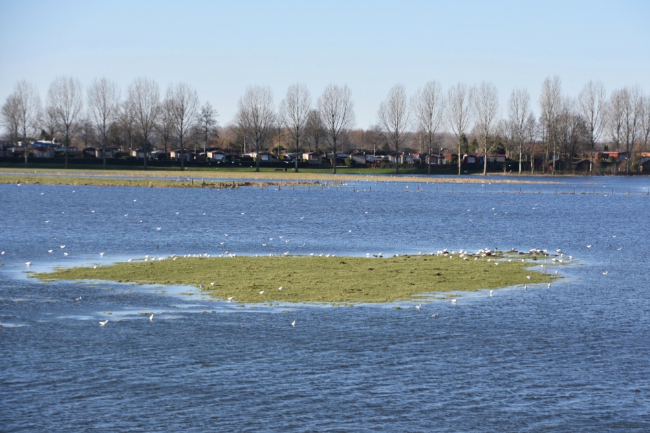 Kleine stukjes gras... - Vogels - 