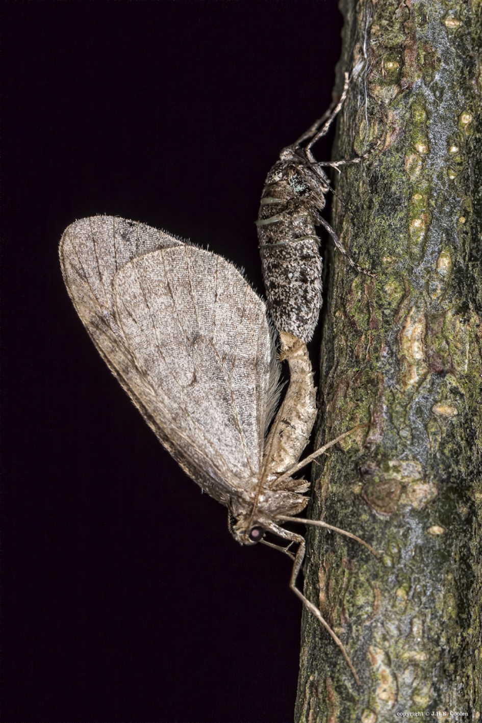 Kleine wintervlinder(s) - Geleedpotigen - Kleine wintervlinder