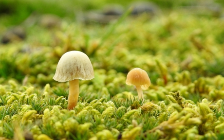 Kleintjes in het mos