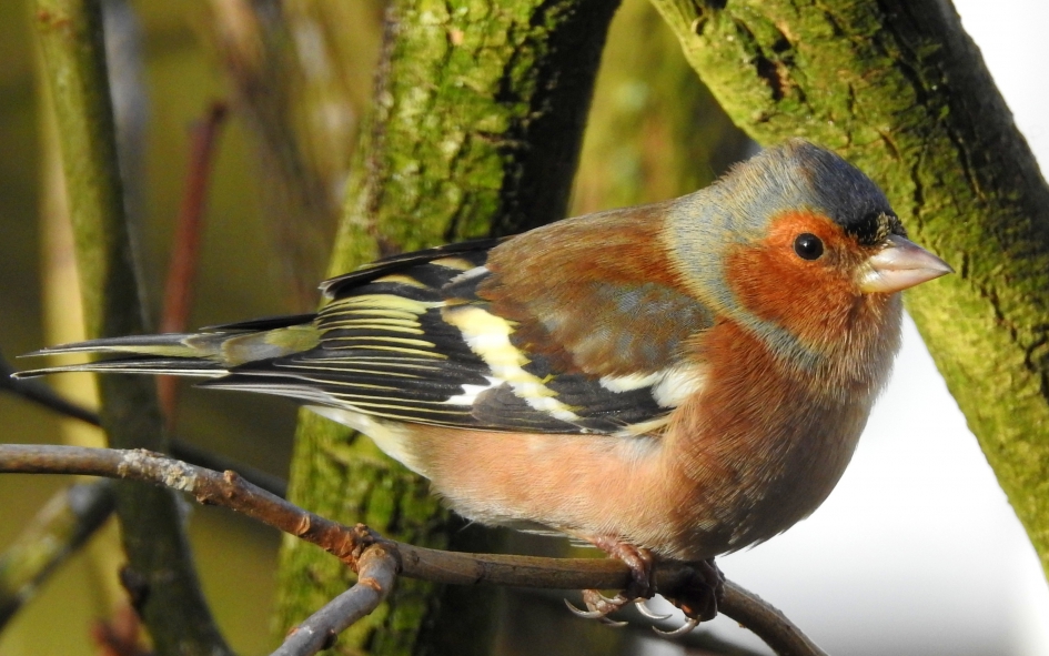 Kleurrijke verschijning - Vogels - Vink