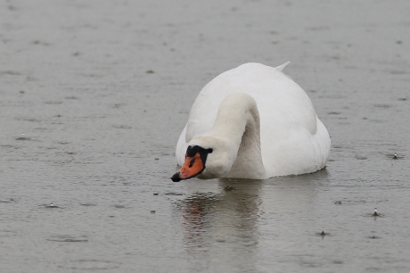knobbelzwaan -v- in regenbui