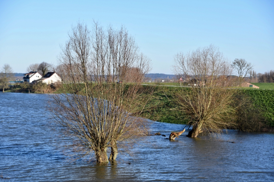 Knotwilgen - Planten - 