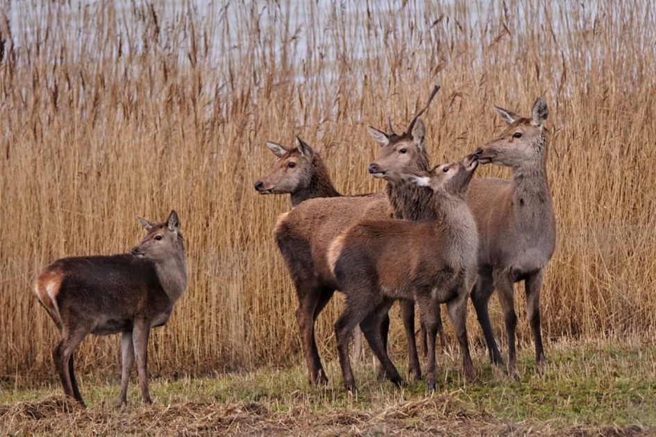 Knuffel - Zoogdieren - Edelhert