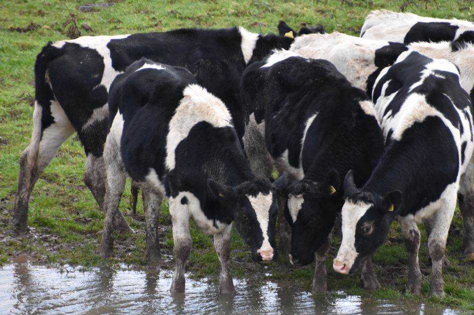 Koeien - Zoogdieren - 