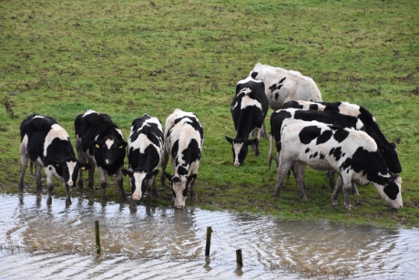 Koeien in de uiterwaarden...