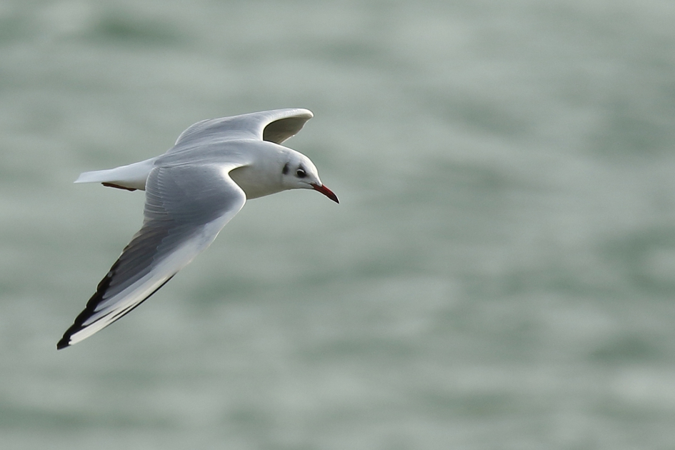 kokmeeuw -winterkleed- - Vogels - 
