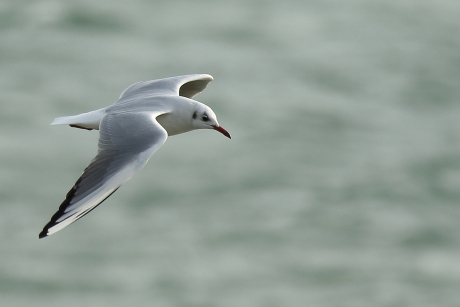 kokmeeuw -winterkleed-