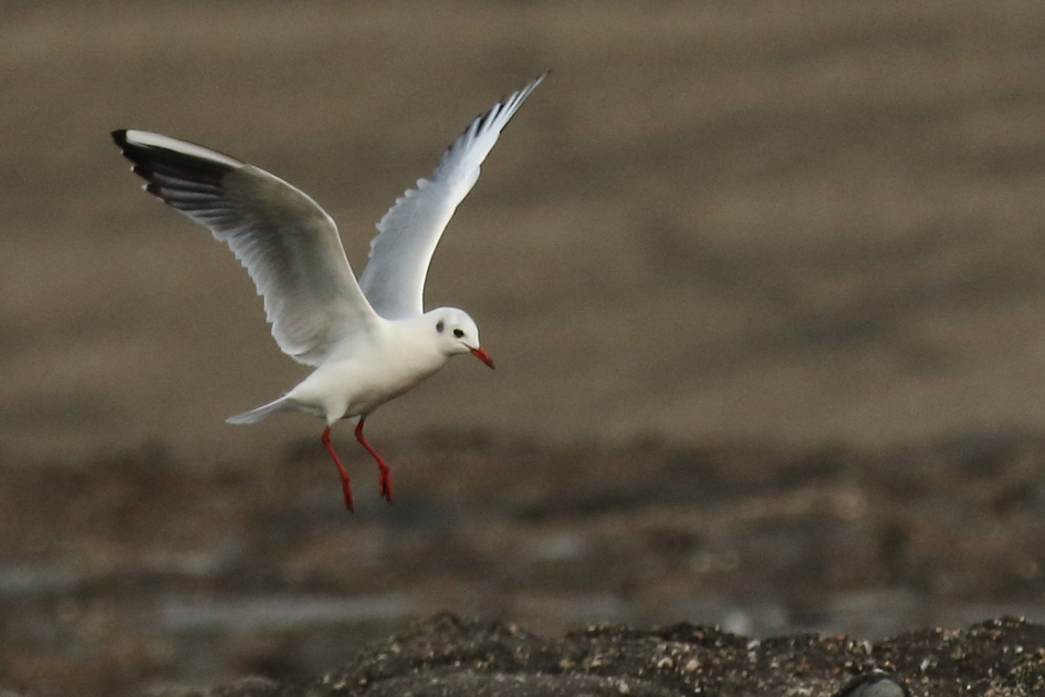 kokmeeuw -winterkleed- - Vogels - 