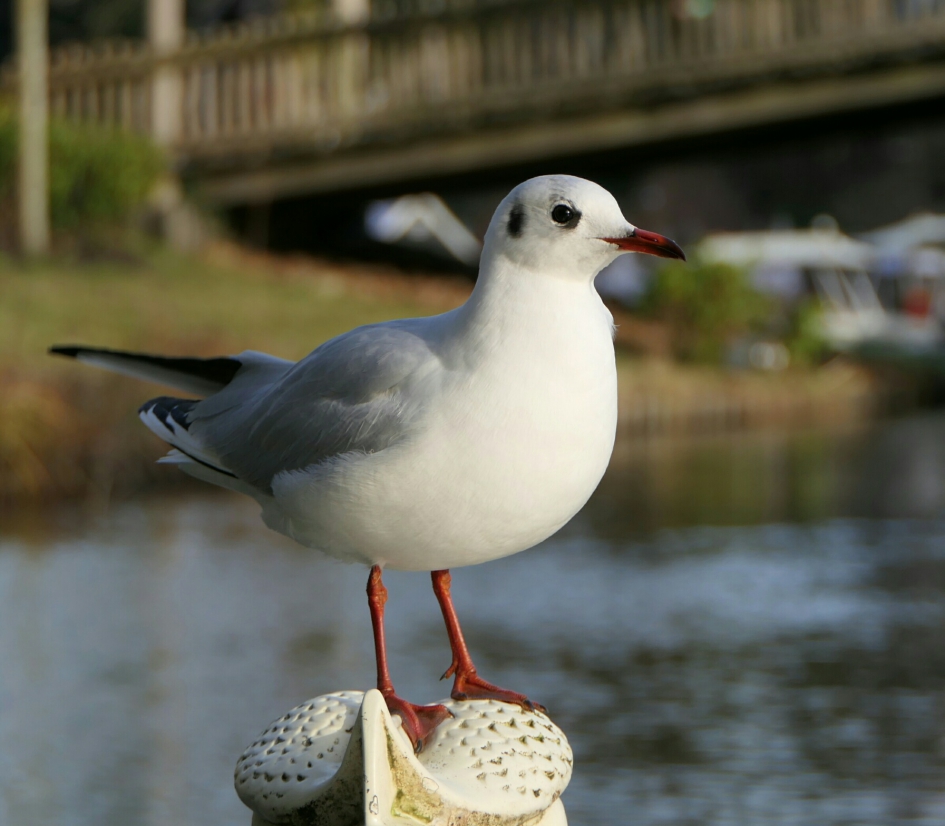 Kokmeeuw - Vogels - Kokmeeuw