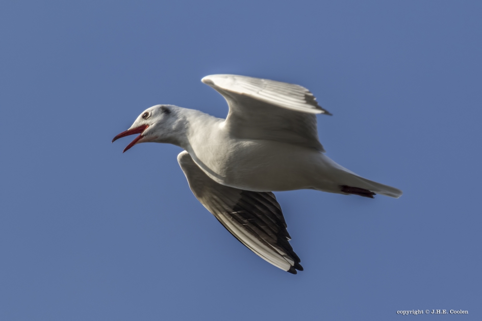 Kokmeeuw - Vogels - Kokmeeuw