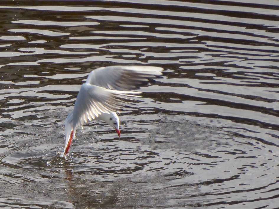 Kokmeeuw ballet - Vogels - Kokmeeuw