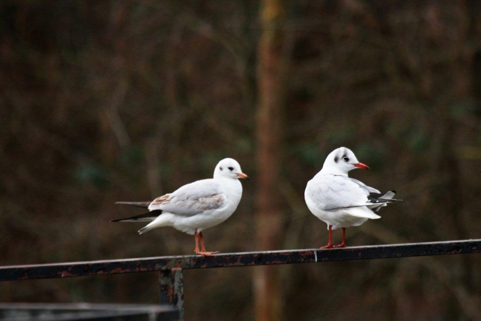 Kokmeeuwen - Vogels - 