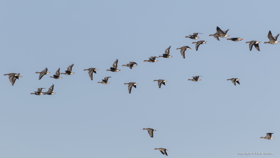 Kolganzen - Vogels - Kolgans