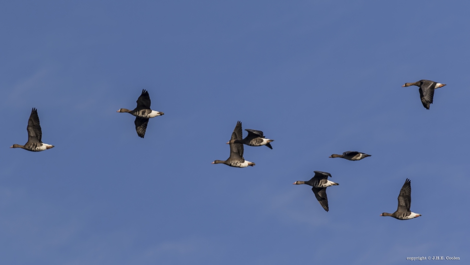 Kolganzen - Vogels - Kolgans