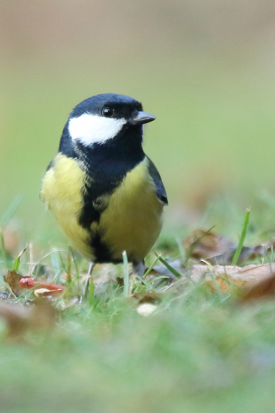 koolmees -v- - Vogels - 