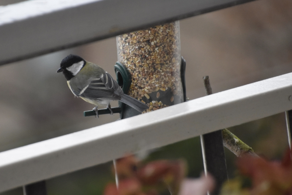 Koolmeesje - Vogels - 