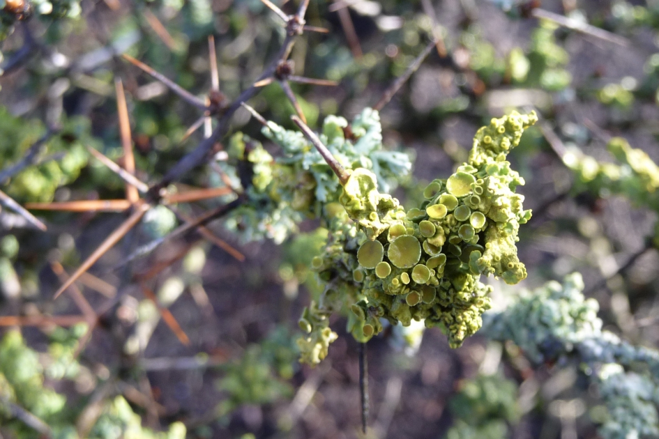 Korstmos - Planten - 