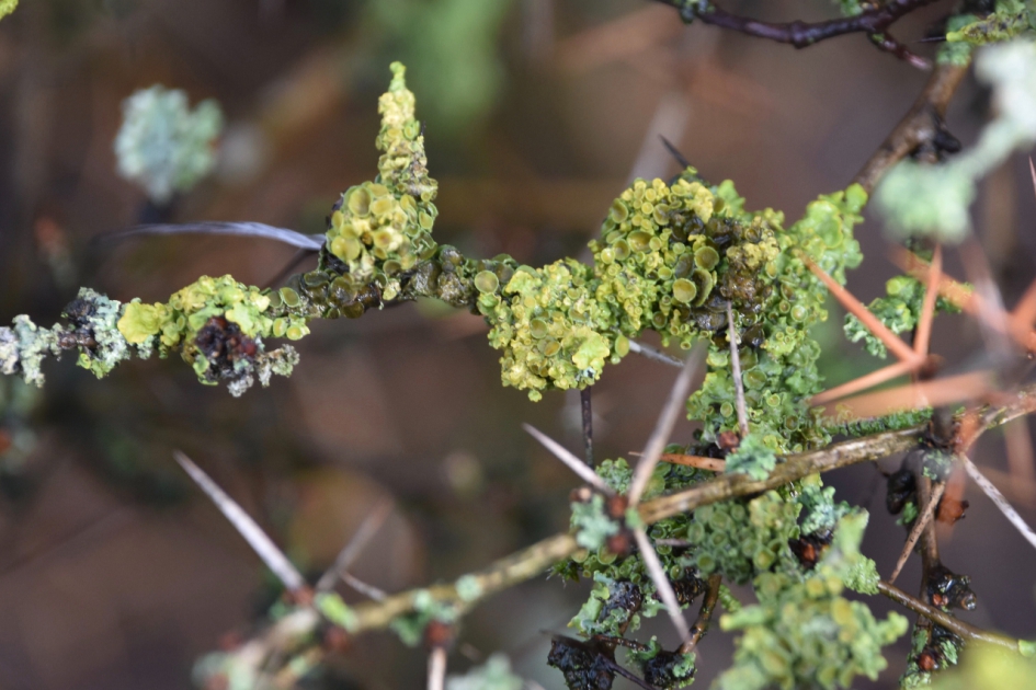 Korstmos - Planten - 