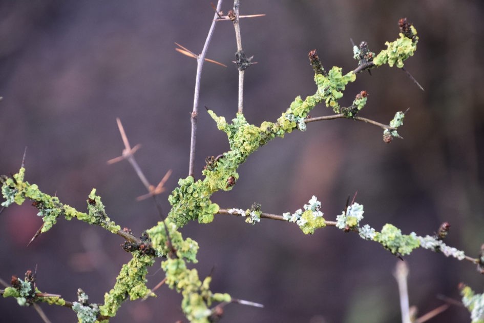 Korstmos - Planten - 