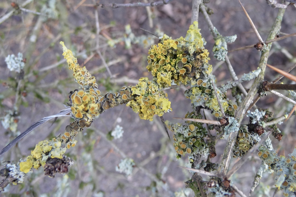 Korstmos op de takken van een struik - Planten - 