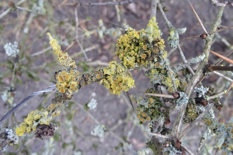 Korstmos op de takken van een struik