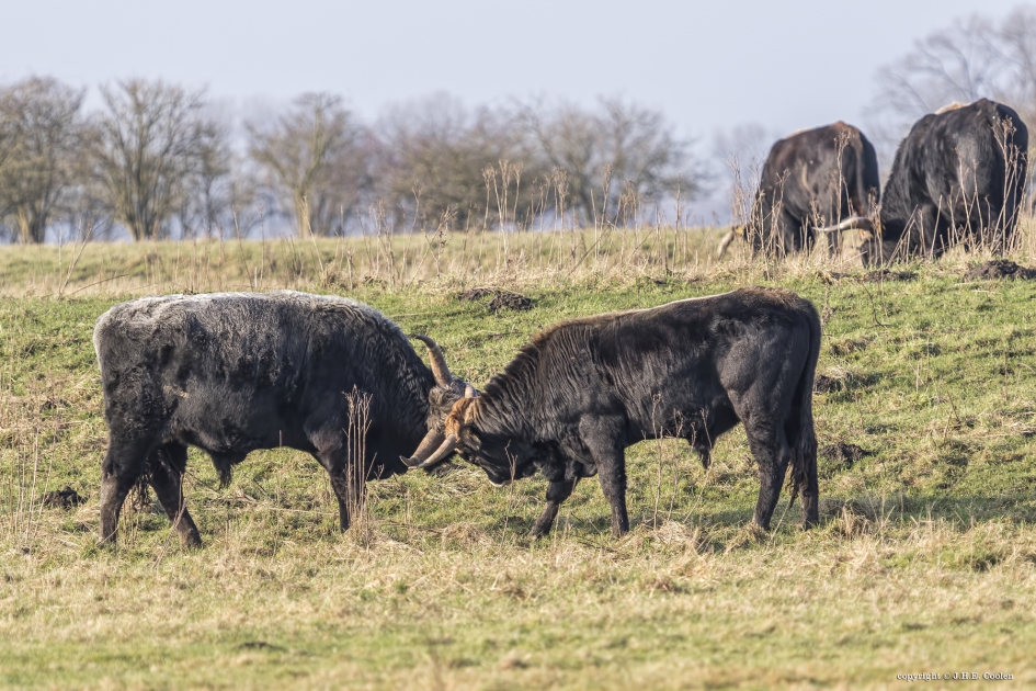 Krachtmeting - Zoogdieren - Maremmana rund
