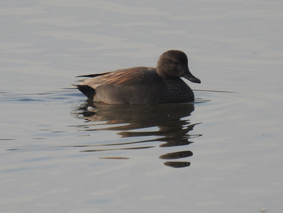 Krakeend man - Vogels - Krakeend