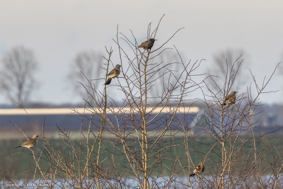 Kramsvogel(s) - Vogels - Kramsvogel/ spreeuw