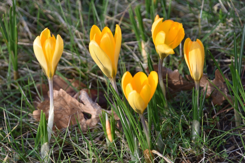 Krokussen - Planten - 