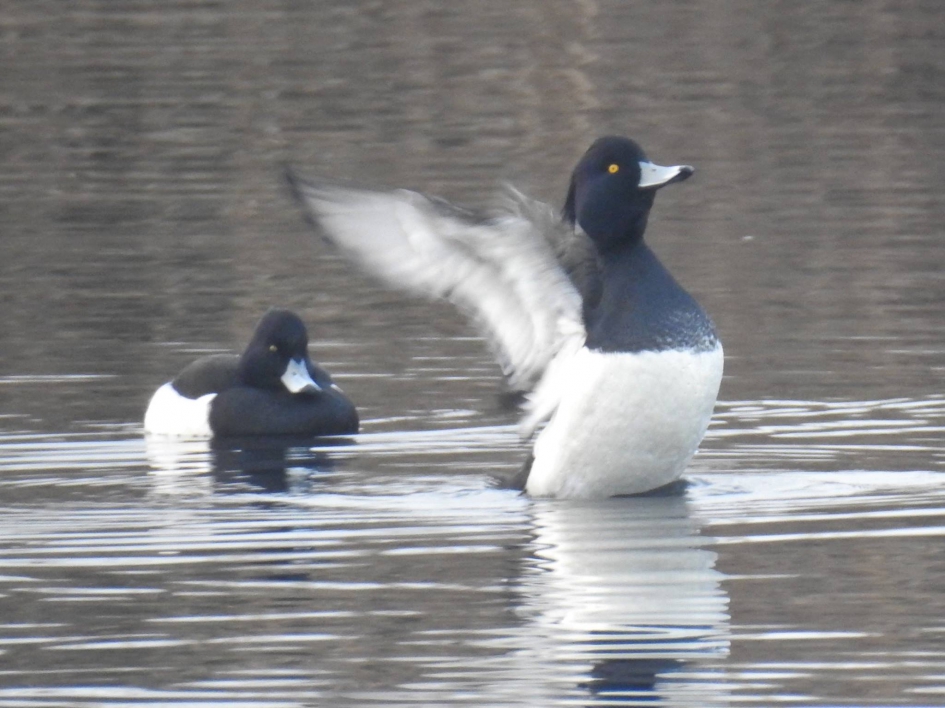 Kuifeend komt omhoog uit het water - Vogels - Kuifeend