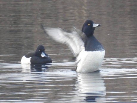 Kuifeend komt omhoog uit het water