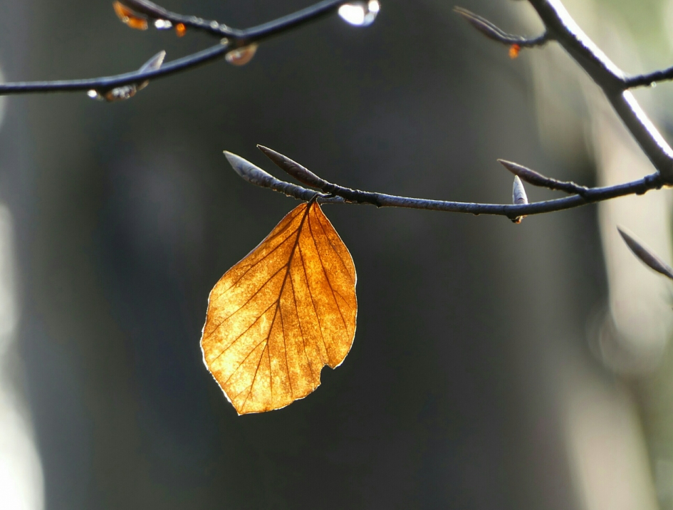 Laatste  blad - Planten - Blad