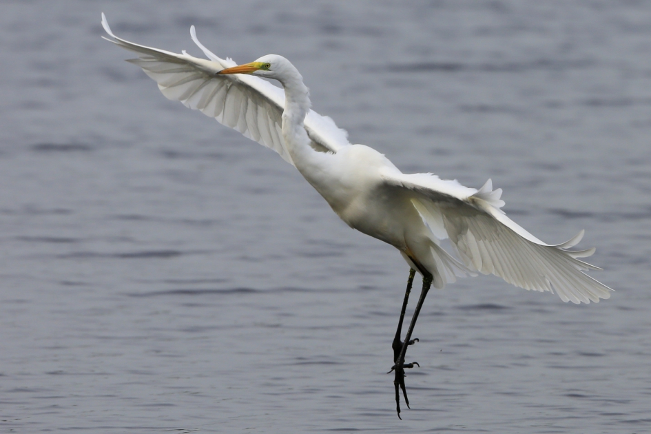 Landing - Vogels - Grote Zilverreiger
