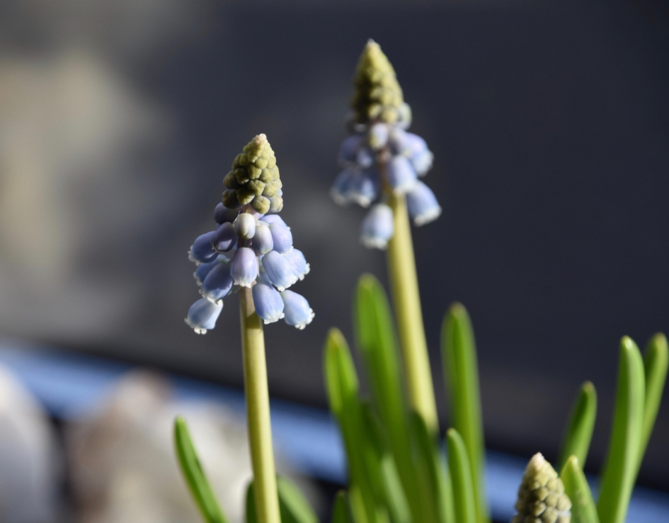 Blauwe druifjes - Planten - 
