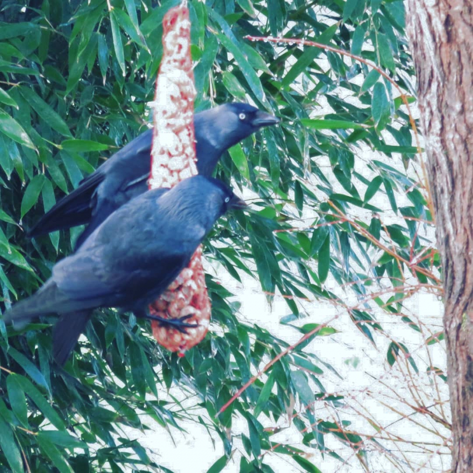 Lekker eten - Vogels - 