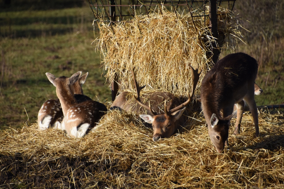 Lekker lui - Zoogdieren - 