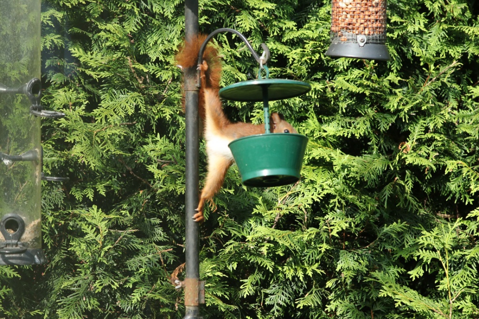 lenige eekhoorn - Zoogdieren - eekhoorn