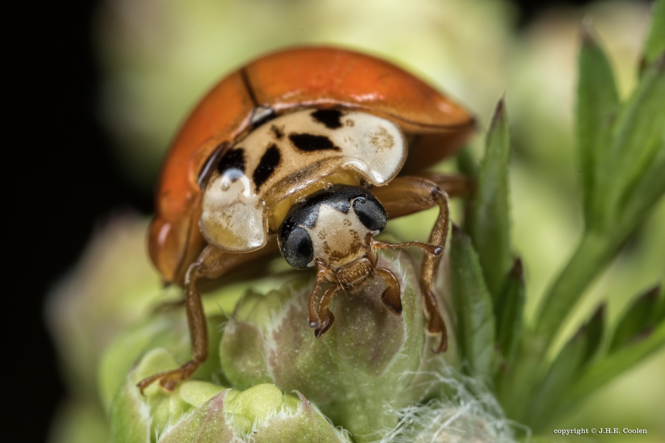 LHB - Geleedpotigen - LHB