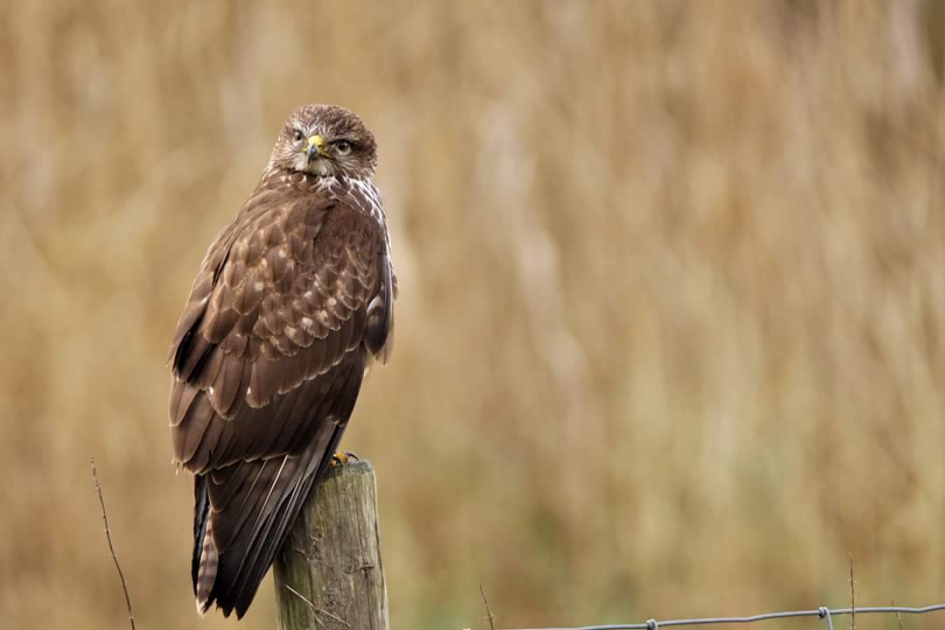 Loeren - Vogels - Buizerd