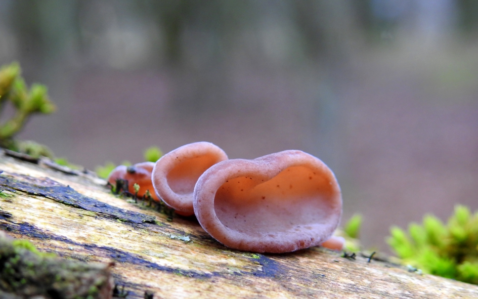 Luisterrijk stel - Schimmels - Echt Judasoor