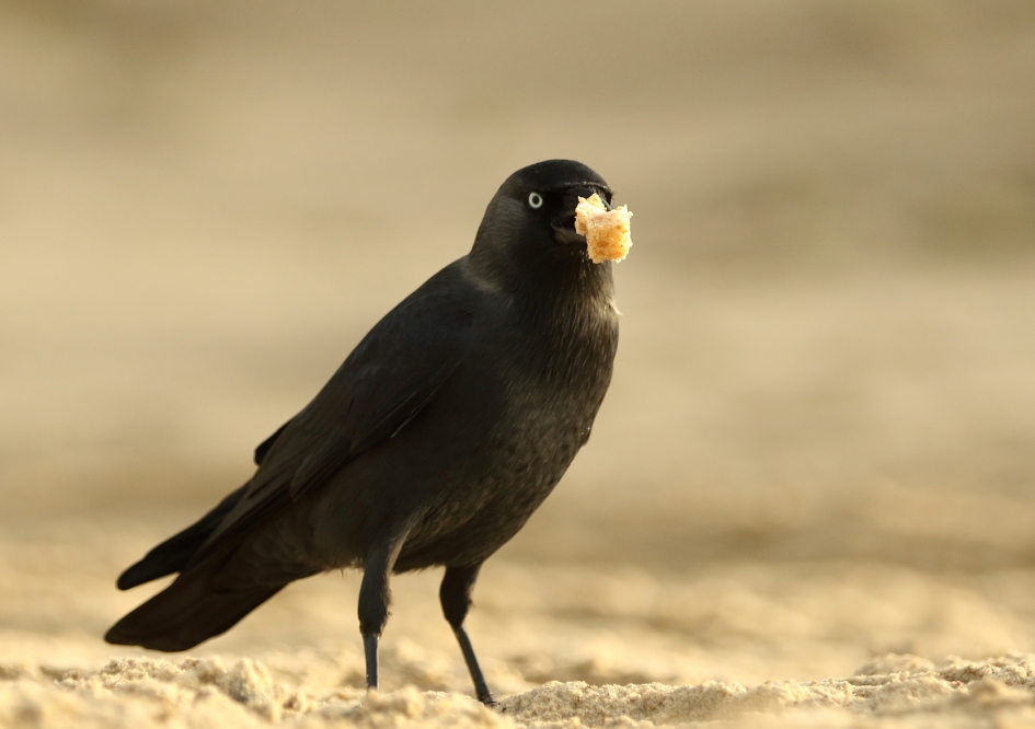 lunchhapje - Vogels - 