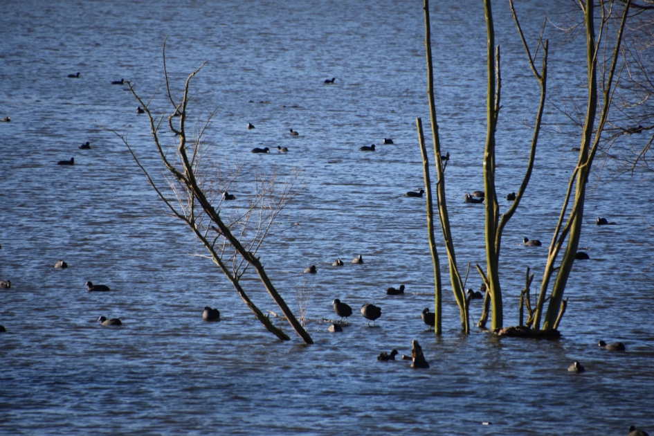 Meerkoetjes - Vogels - 